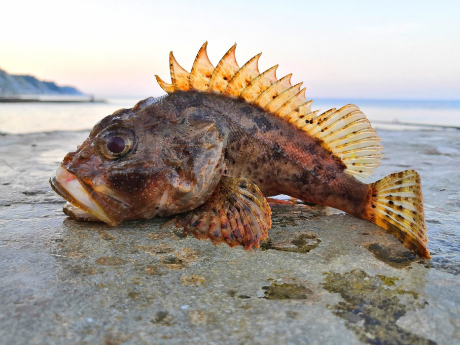 Морская жизнь